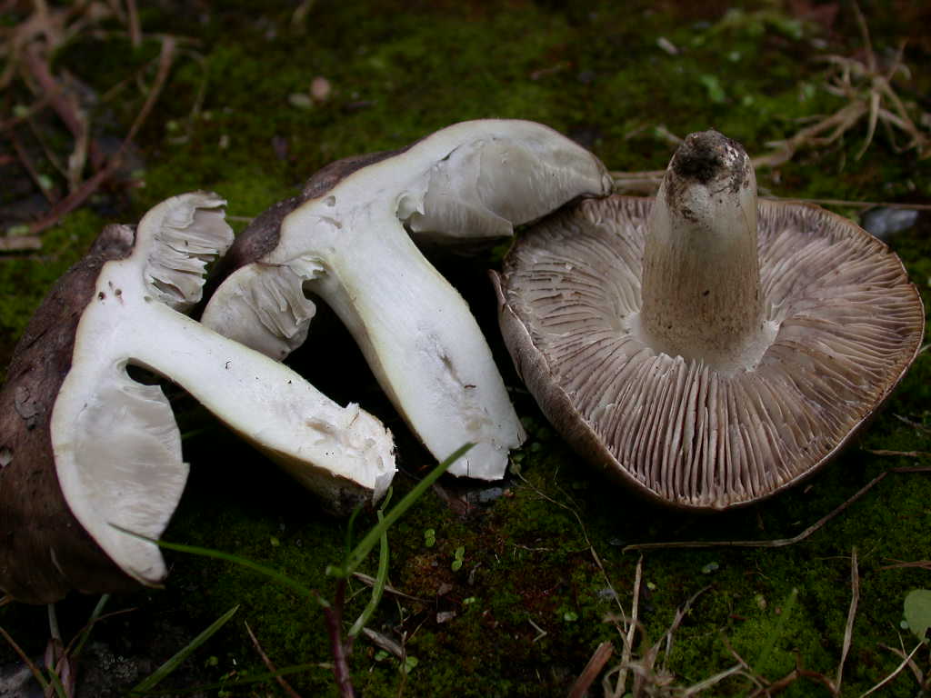 Tricholoma ... sotto Fagus